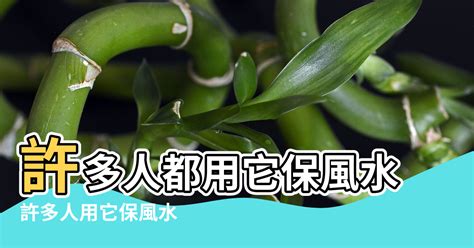 山烏龜 風水 光臘樹風水